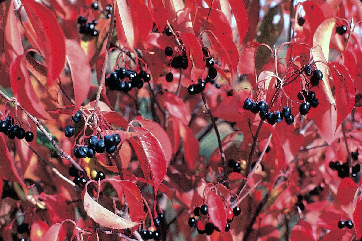 Nannyberry