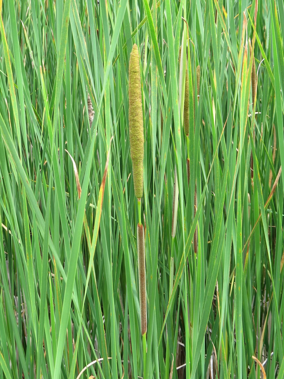 Narrow-Leaved Cattail