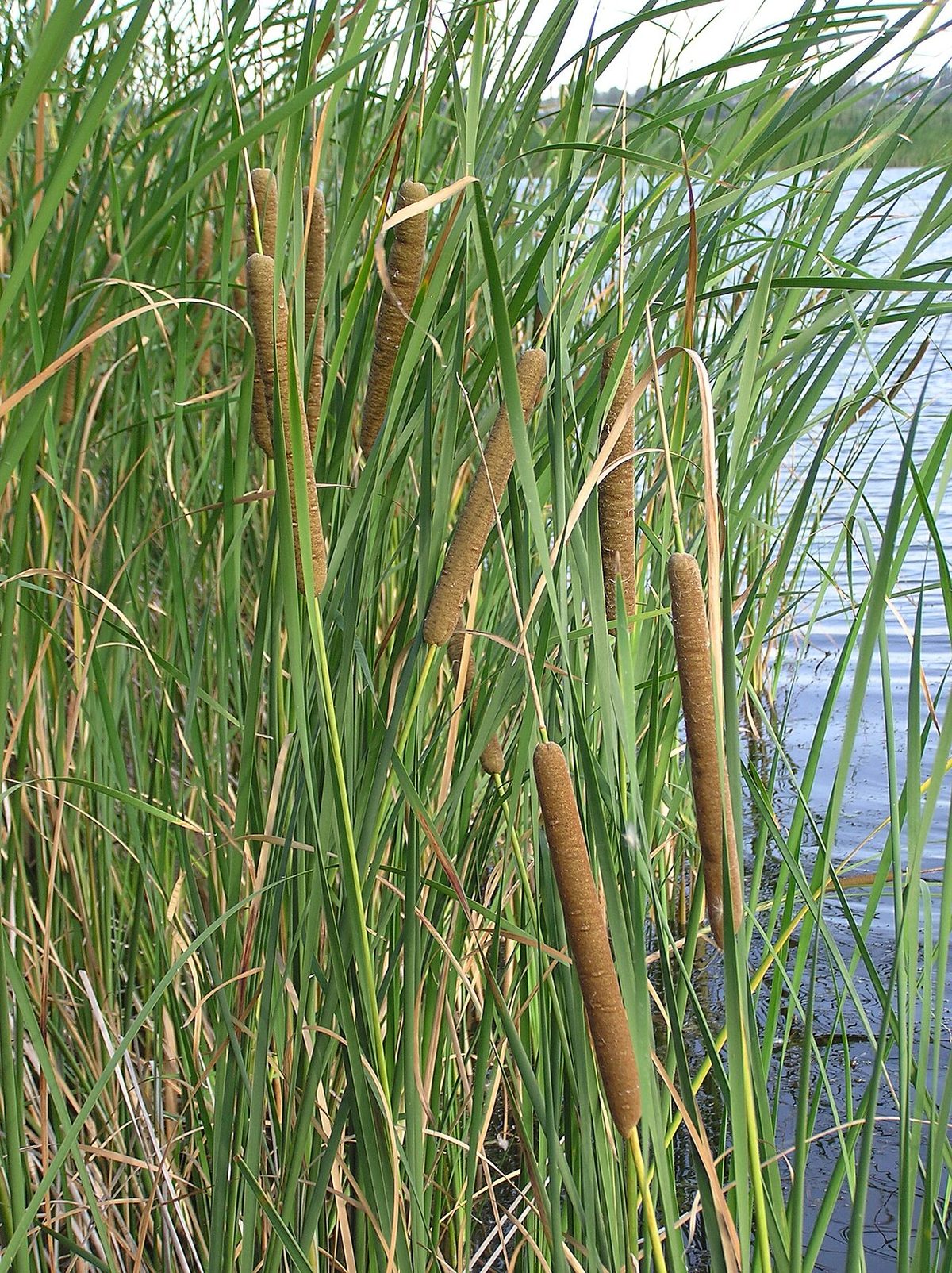 Typha angustifolia L. (Lesser Bulrush or Narrowleaf Cattail or Lesser Reedmace). Habitat: а backwater on Volgograd Reser