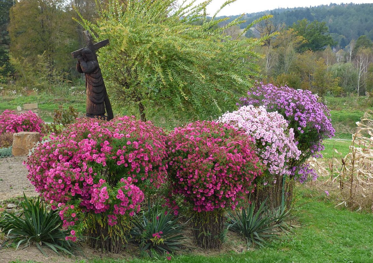 New England Aster