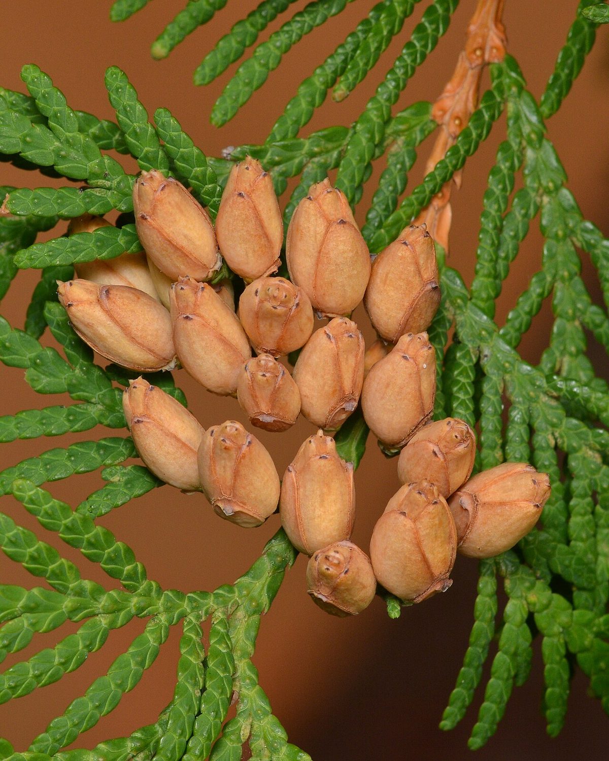 Northern White Cedar