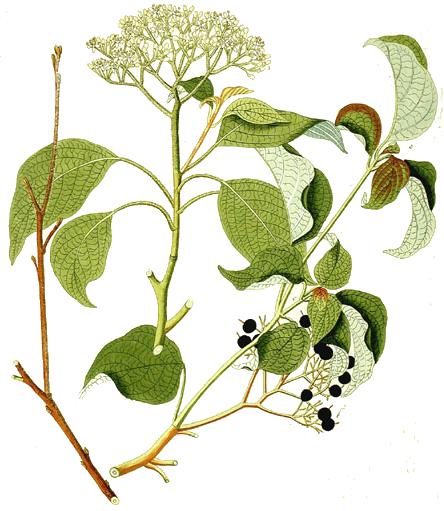 Pagoda Dogwood