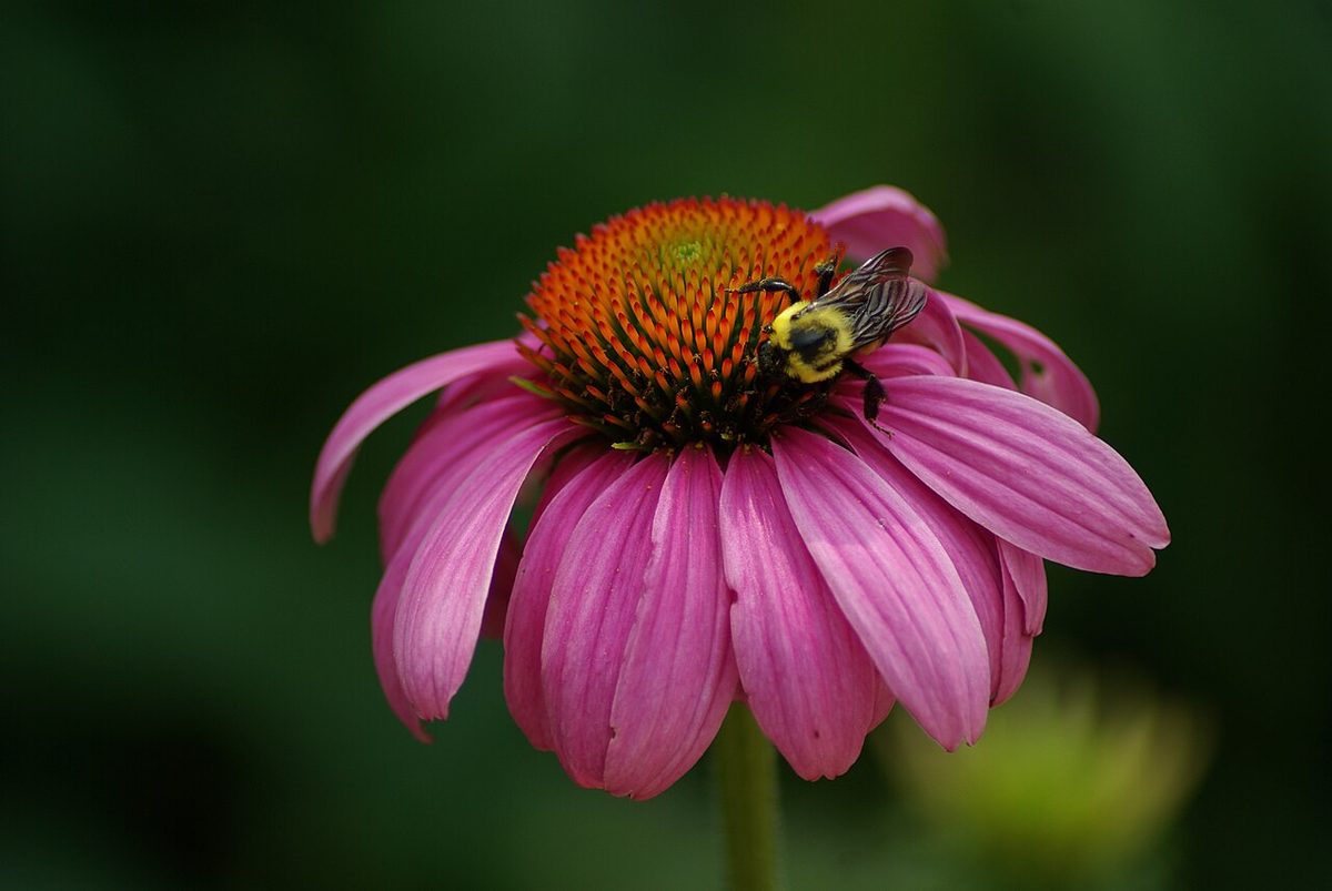 Pale Purple Coneflower