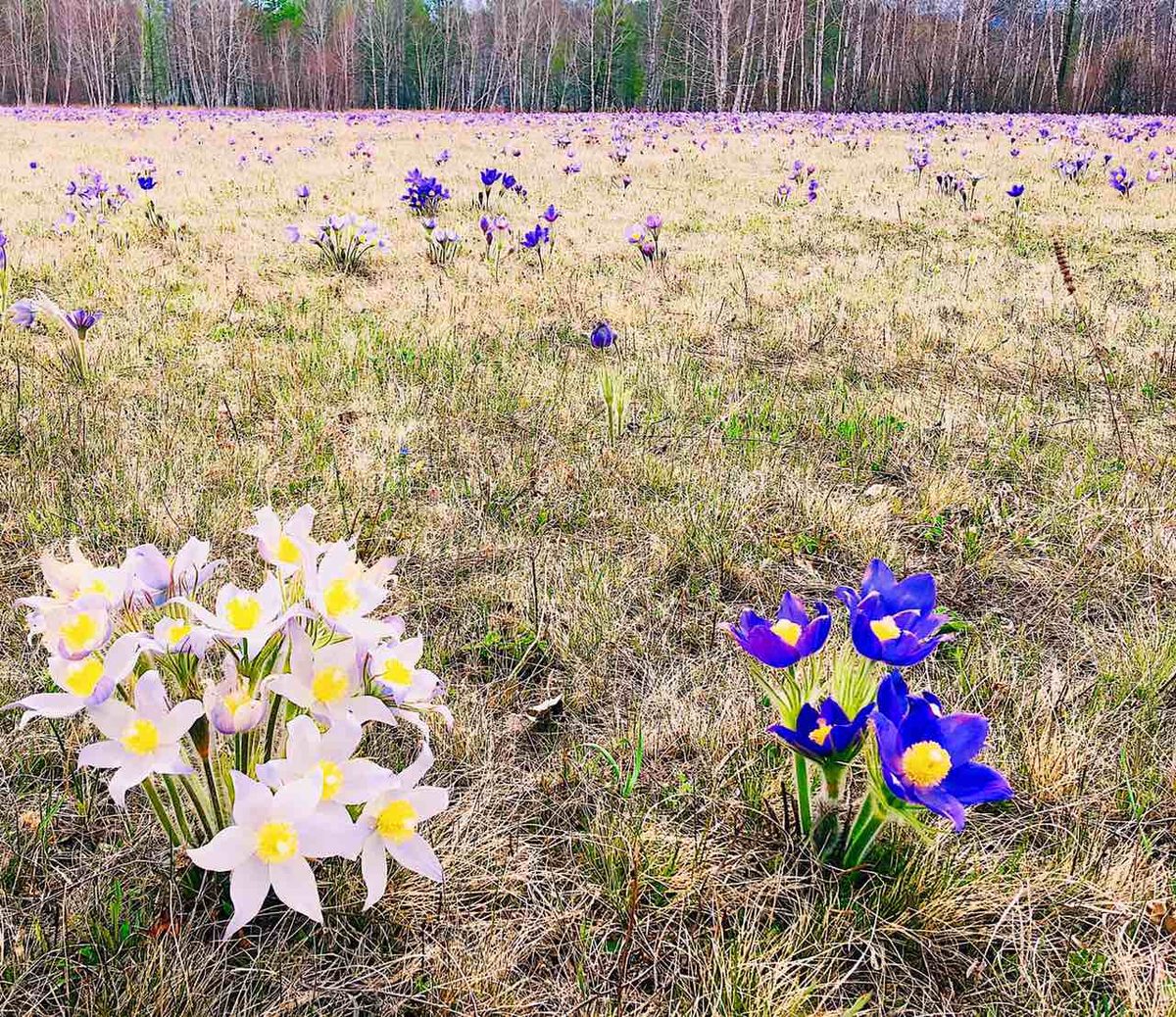 Подснежник. Бурятия