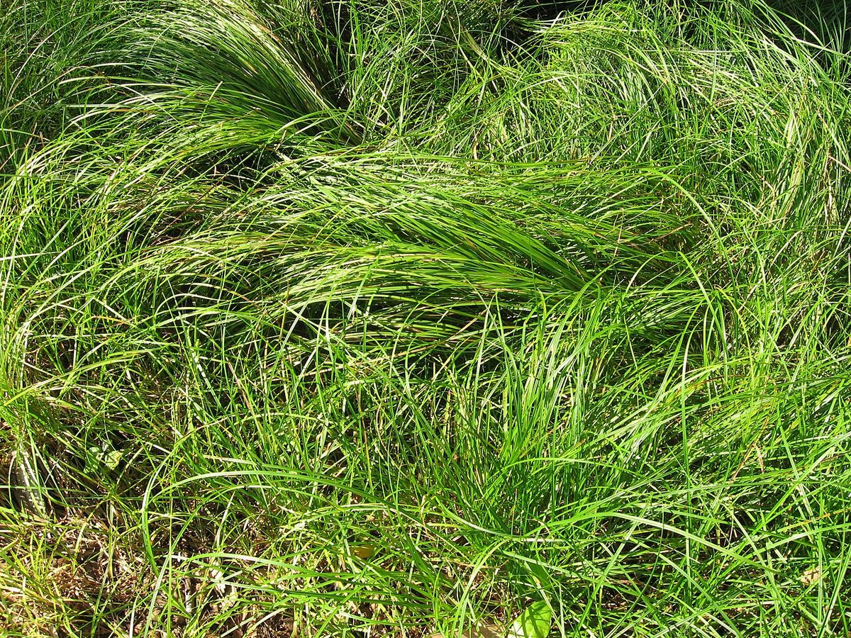 Pennsylvania Sedge