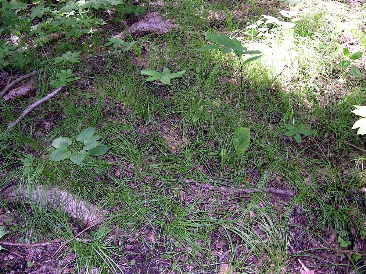 Pennsylvania Sedge or Common Oak Sedge (Carex pensylvanica) in East Woods of the Morton Arboretum