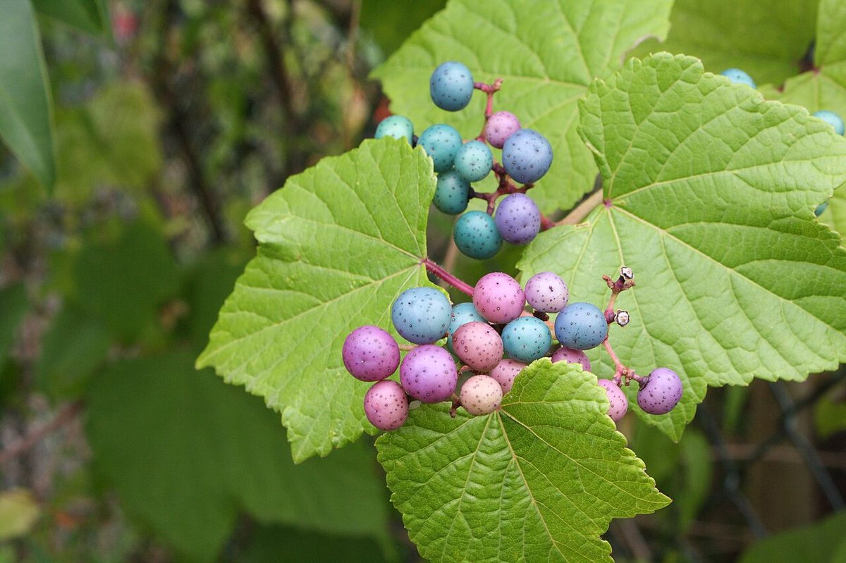 Porcelain Berry