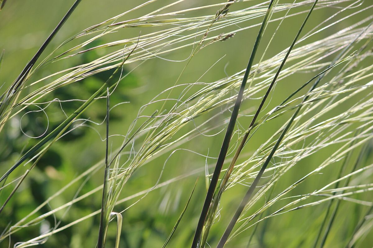 Porcupine Grass