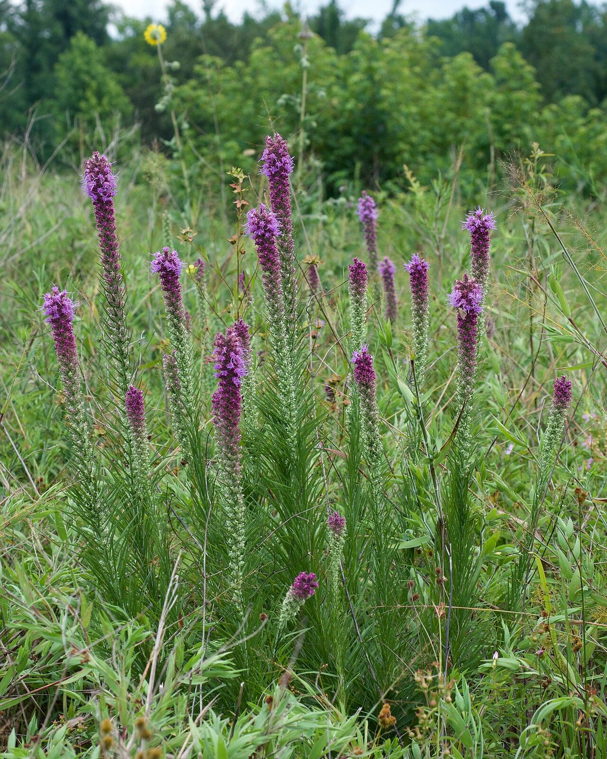 Prairie Blazing Star