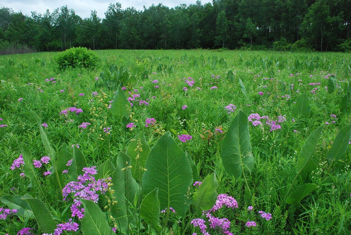 Prairie Phlox