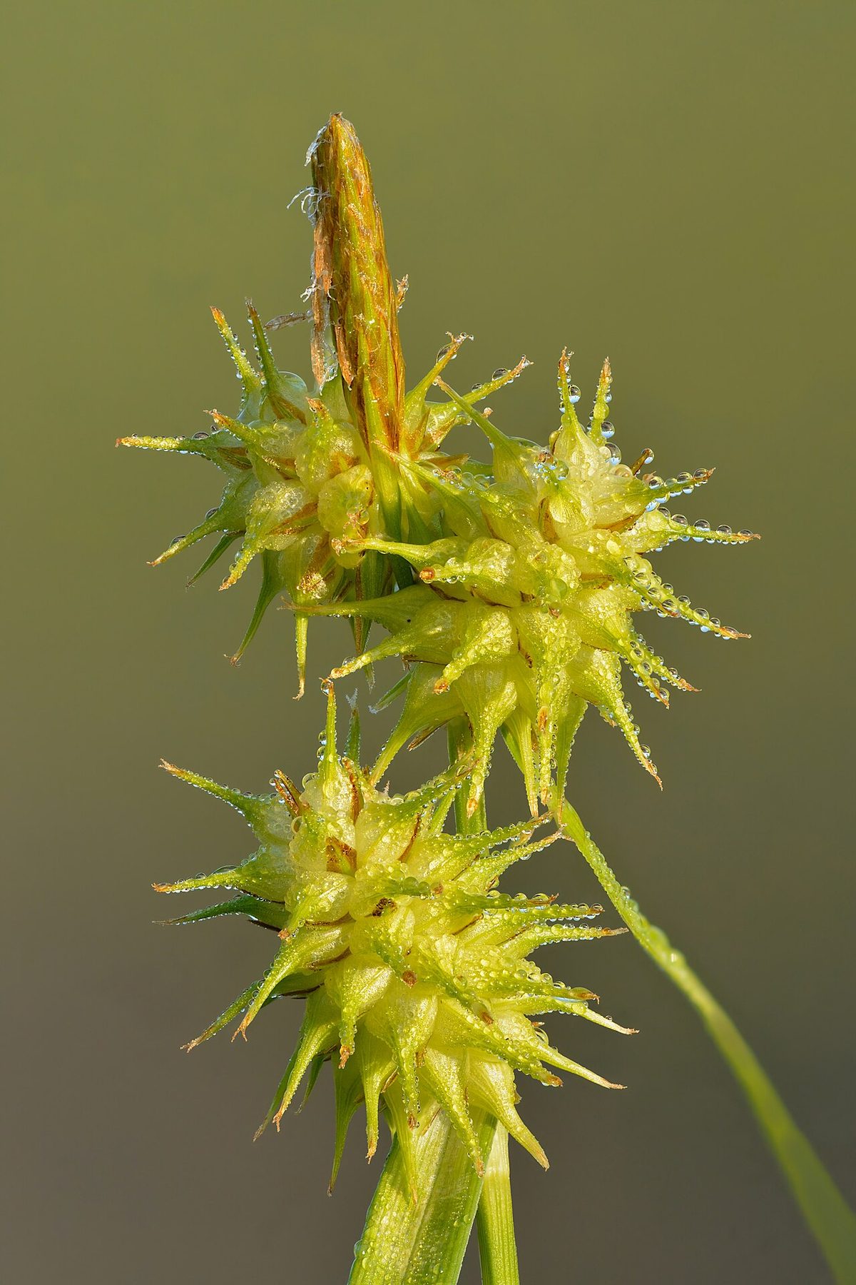 Prairie Sedge
