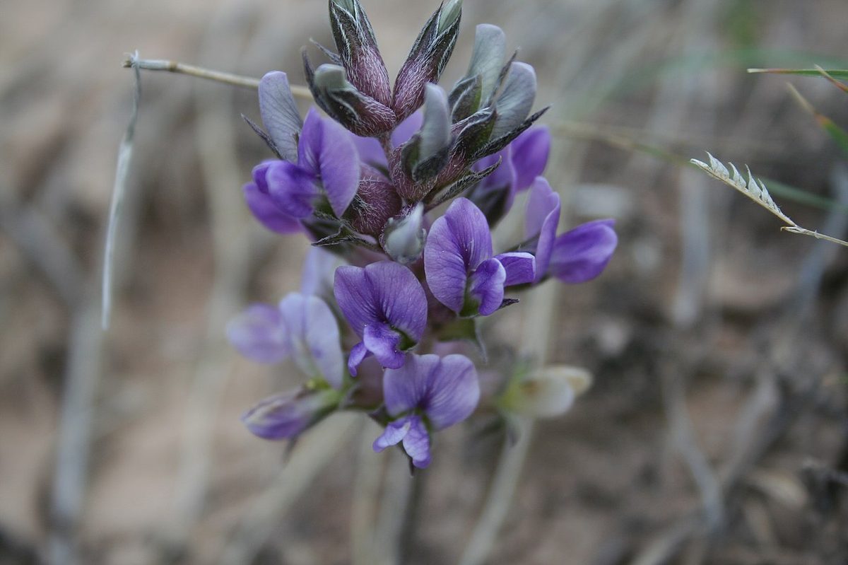 Prairie Turnip