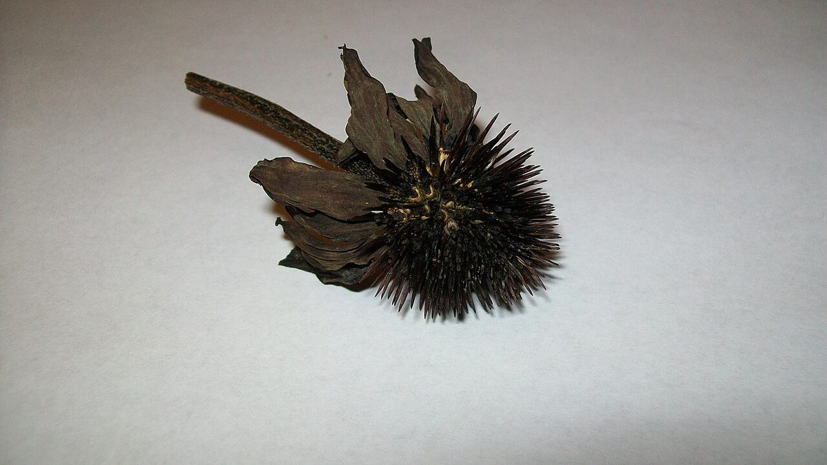 Purple Coneflower