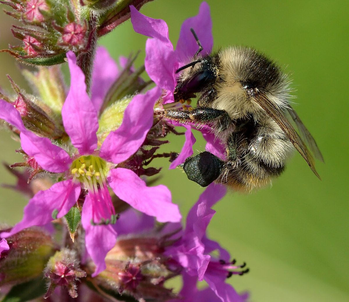 Purple Loosestrife