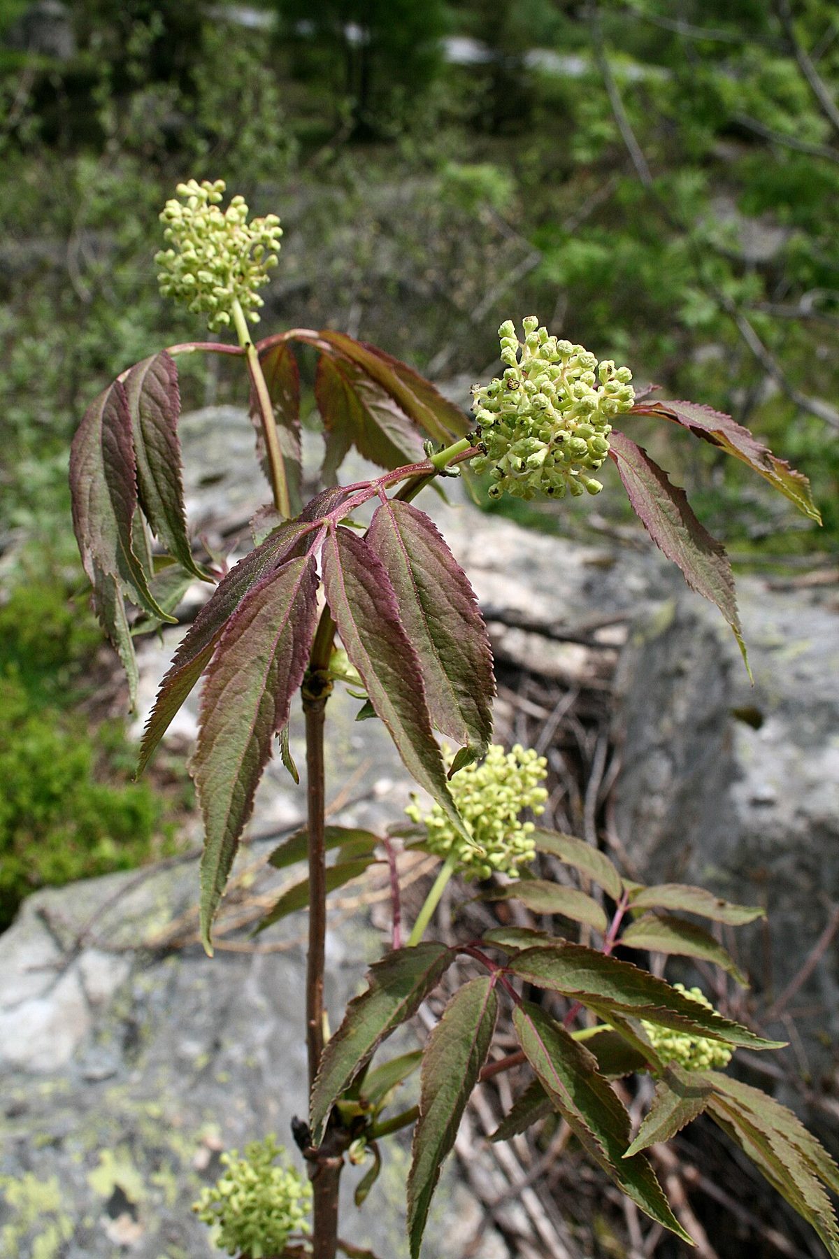 Red-berried Elder