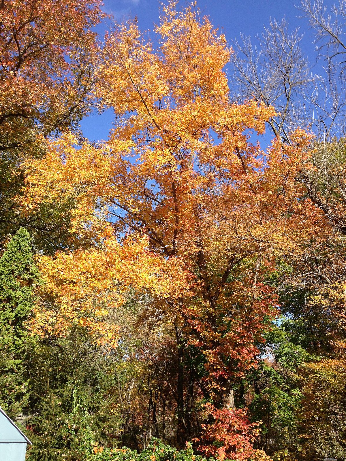Red Maple