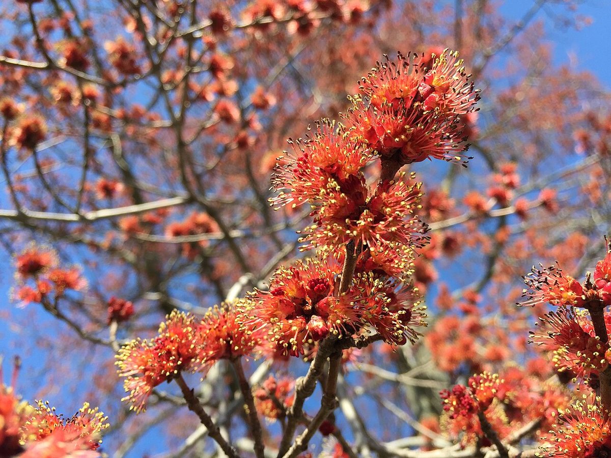 Male Red Maple flowers on Bayberry Road in Ewing, New Jersey