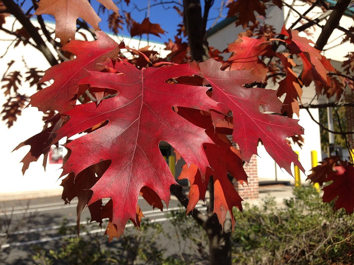 Red Oak