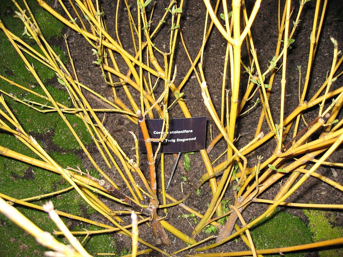 Red-osier Dogwood