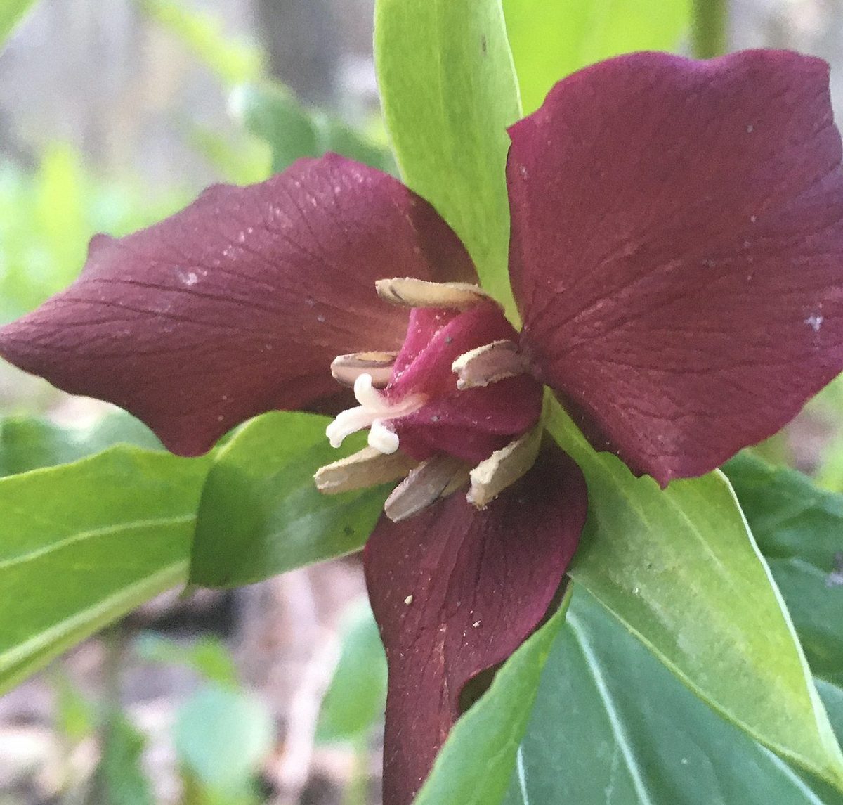 Red Trillium