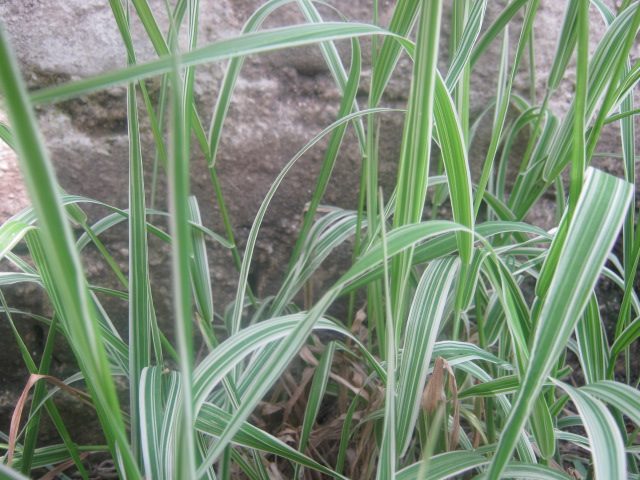 Phalaris arundinacea in garden of Islington college, Nepal.