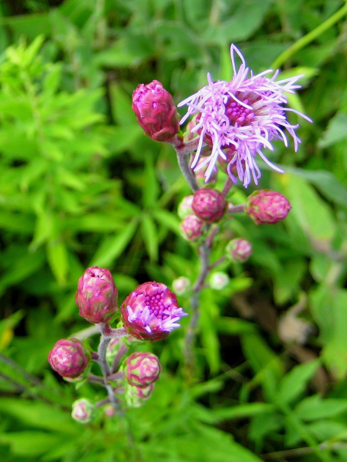 Rough Blazing Star