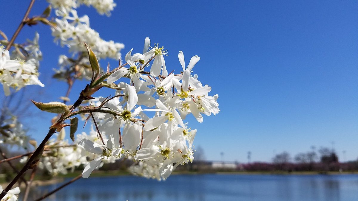 Serviceberry