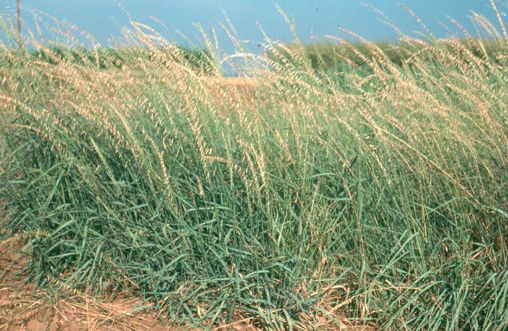 Side-Oats Grama