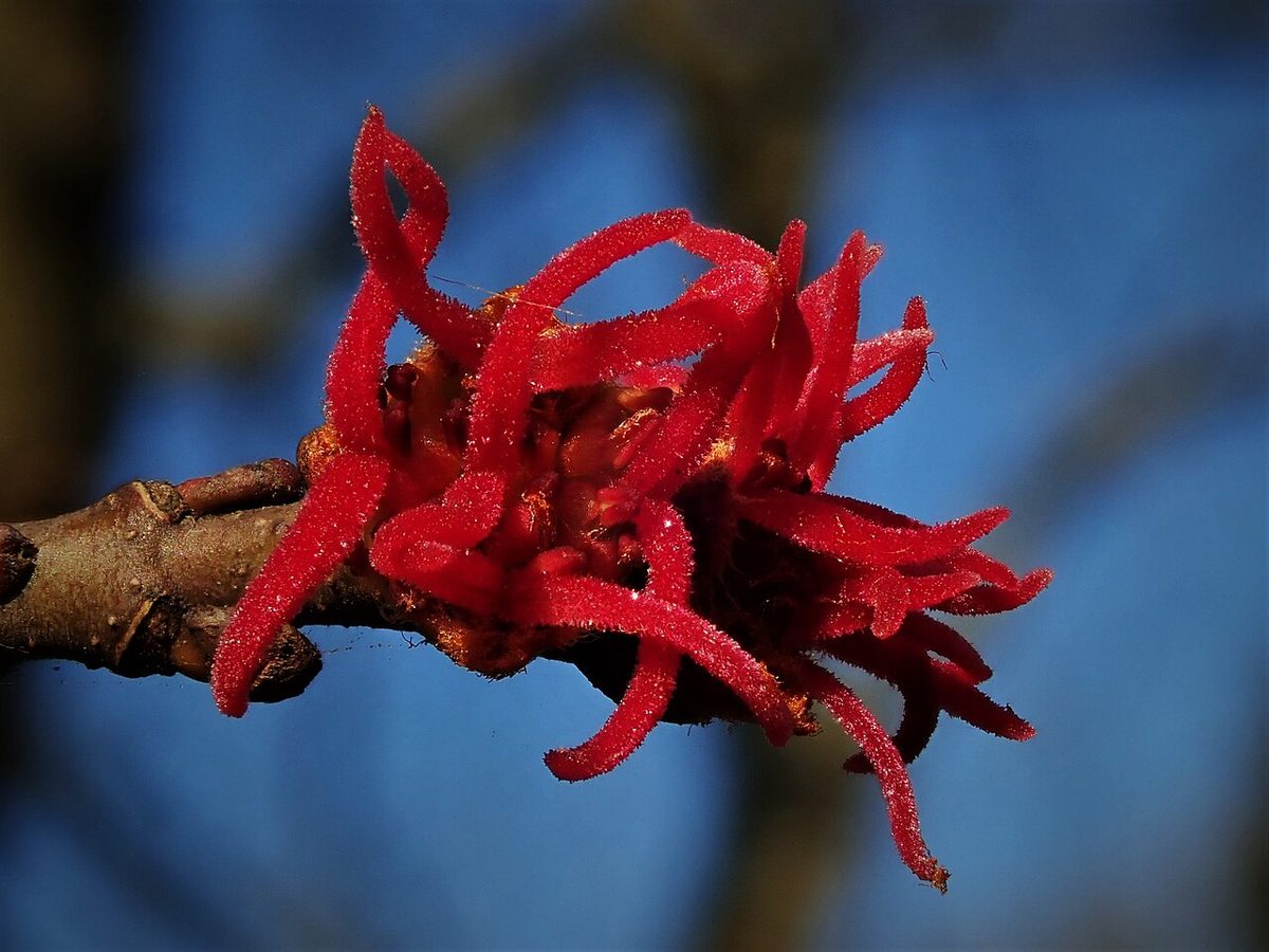 Female flowers of Acer saccharinum