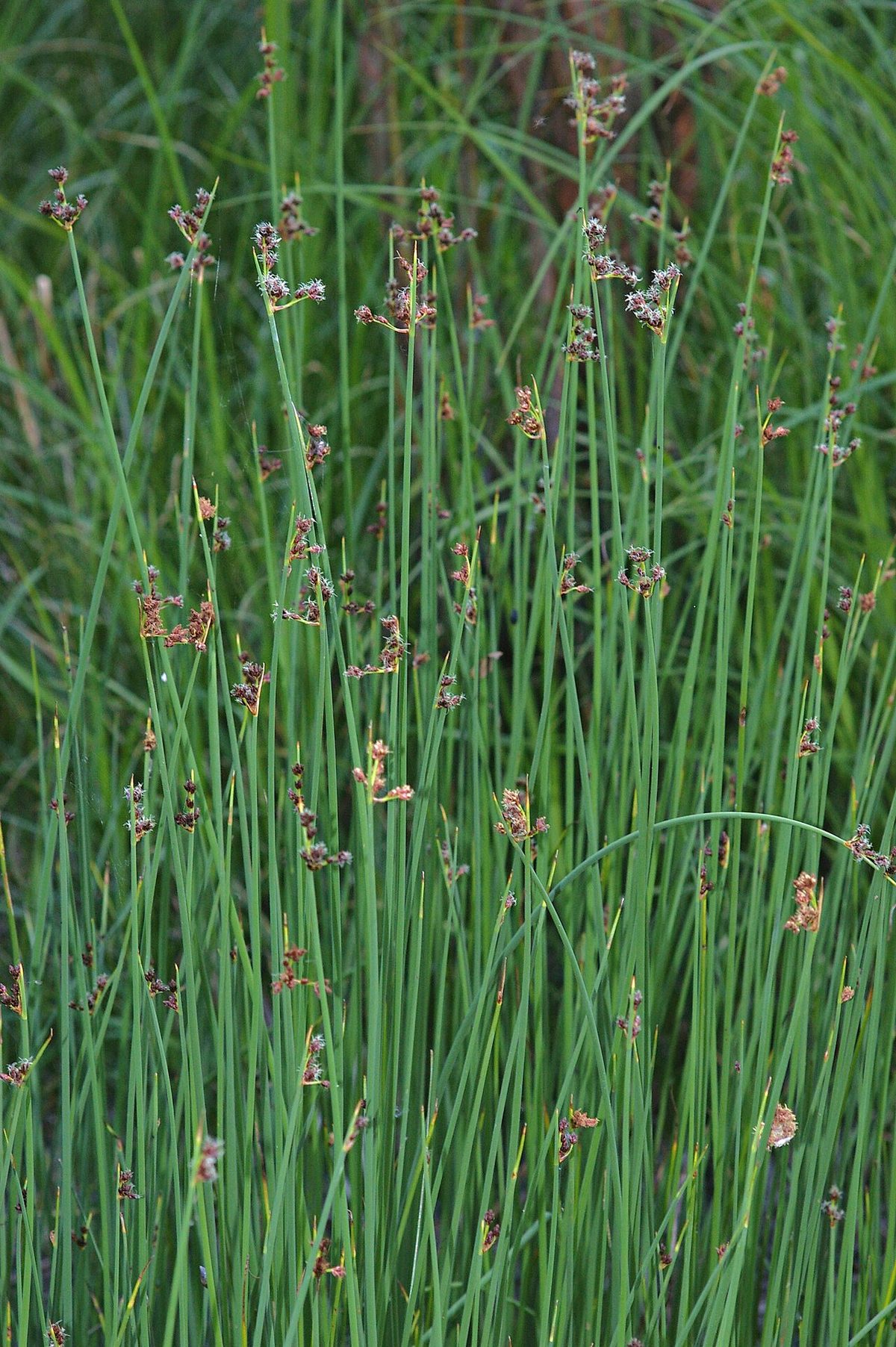 Soft-Stem Bulrush