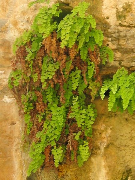 Southern Maidenhair