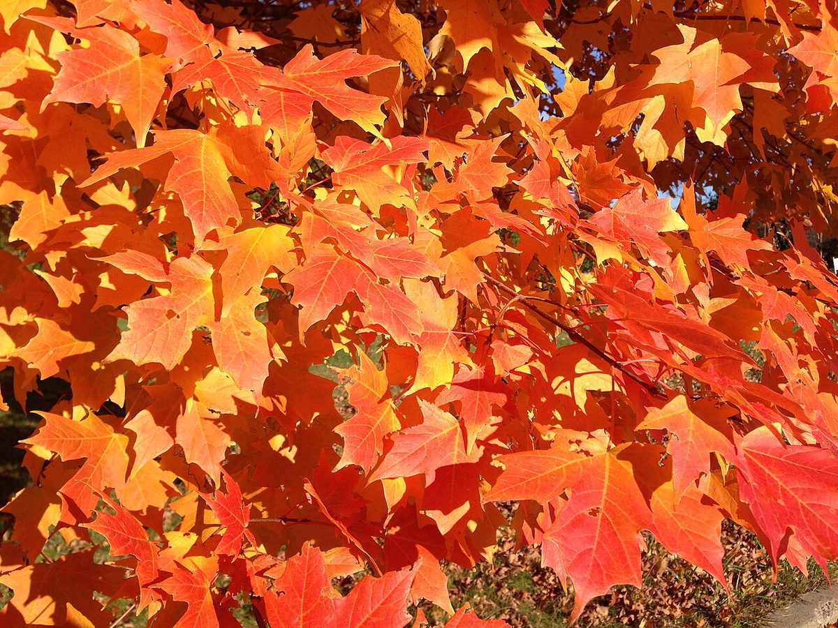 Sugar maples