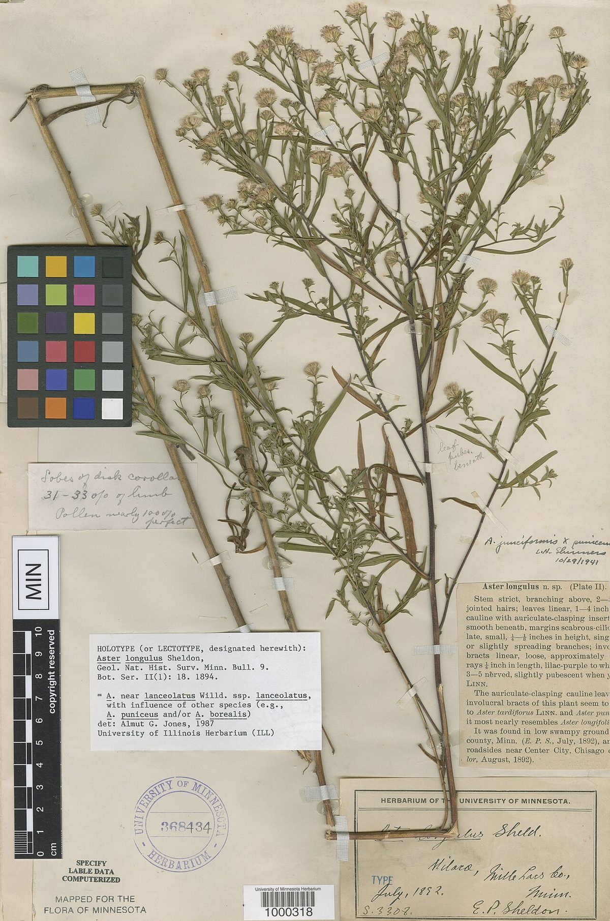 Swamp Aster