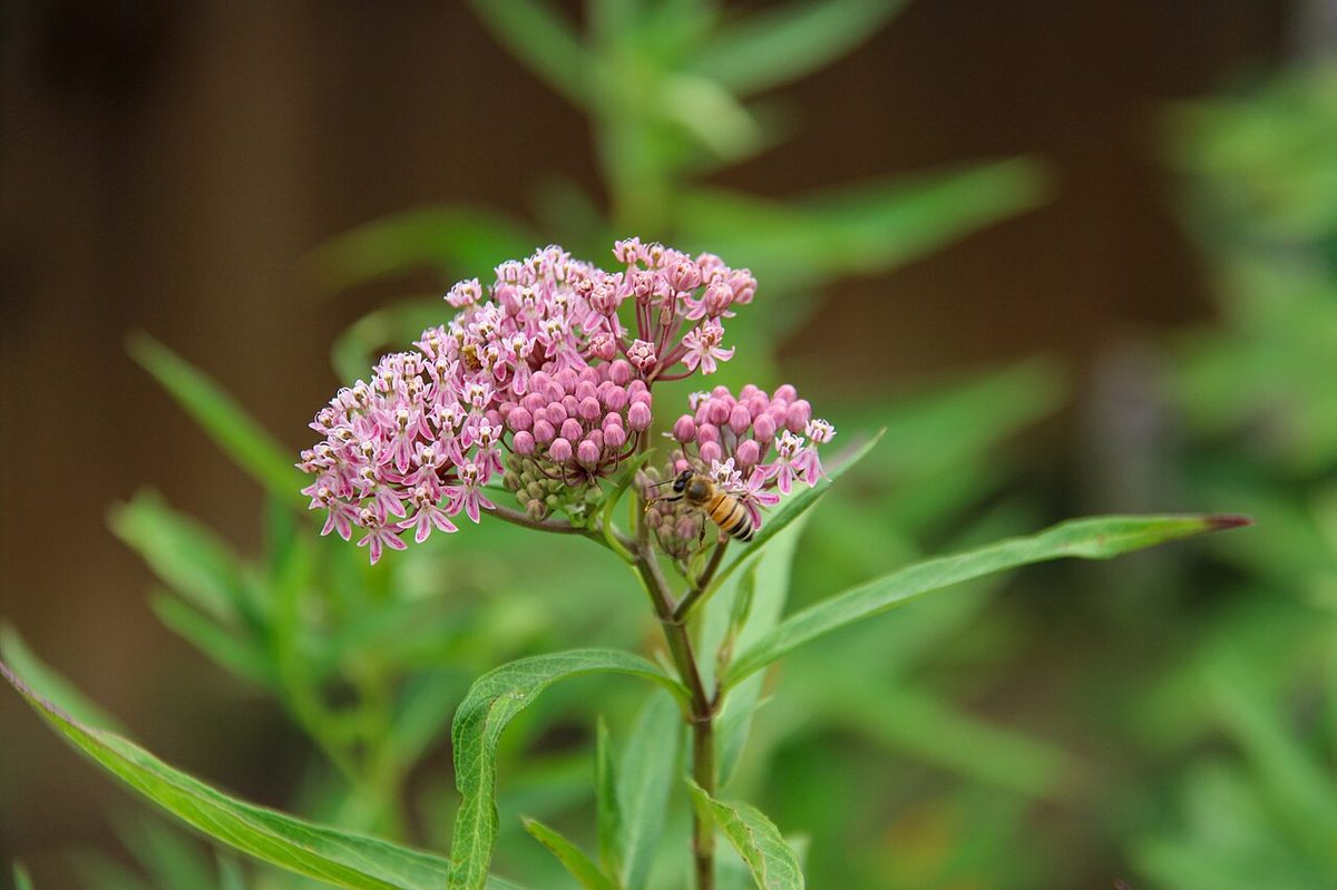 Swamp Milkweed