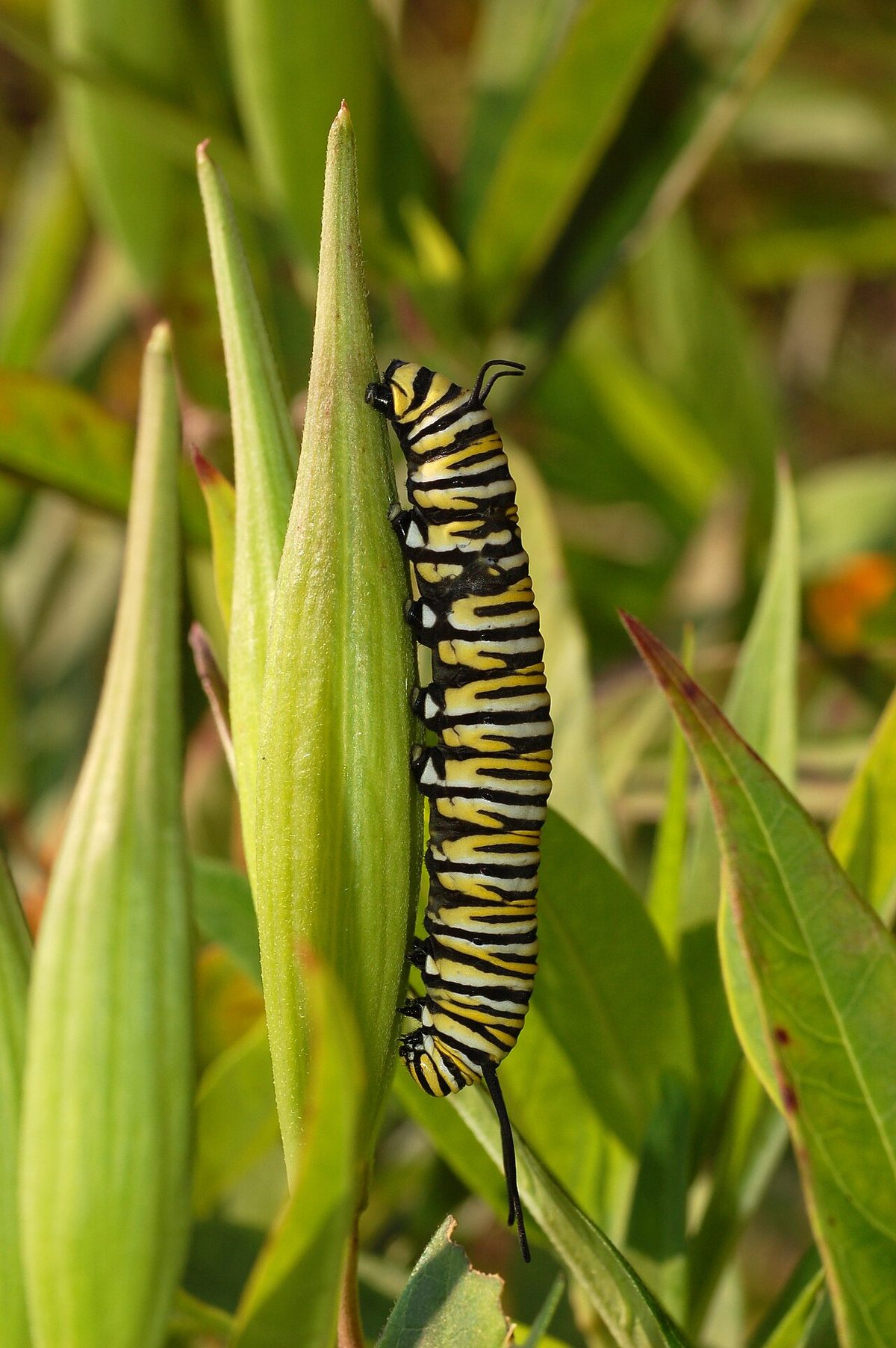 Photograph of a Monarch butterfly (Danaus plexippus en ) caterpillar feeding on a leaf of the Swamp Milkweeden (Asclepia