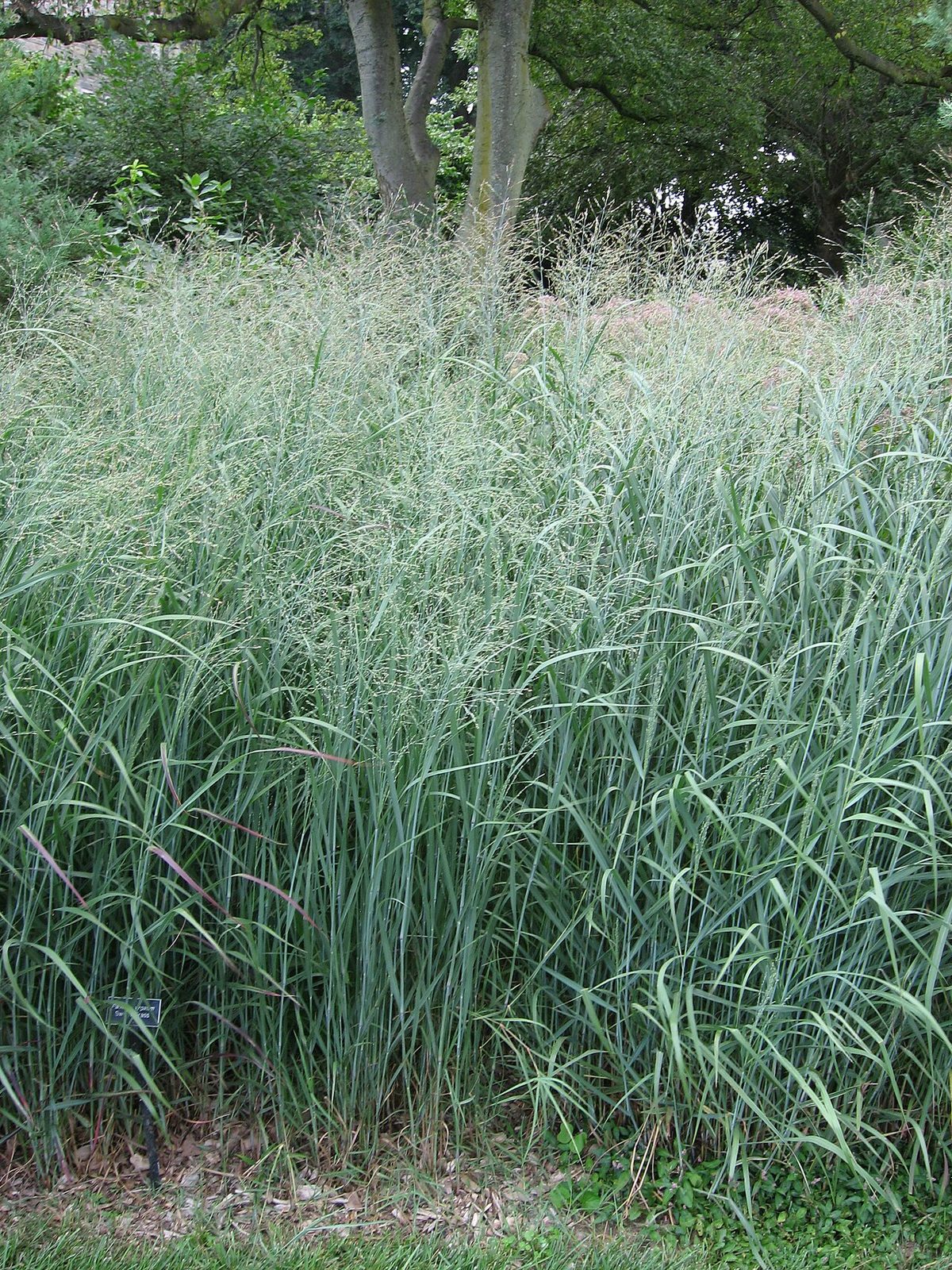 Switchgrass