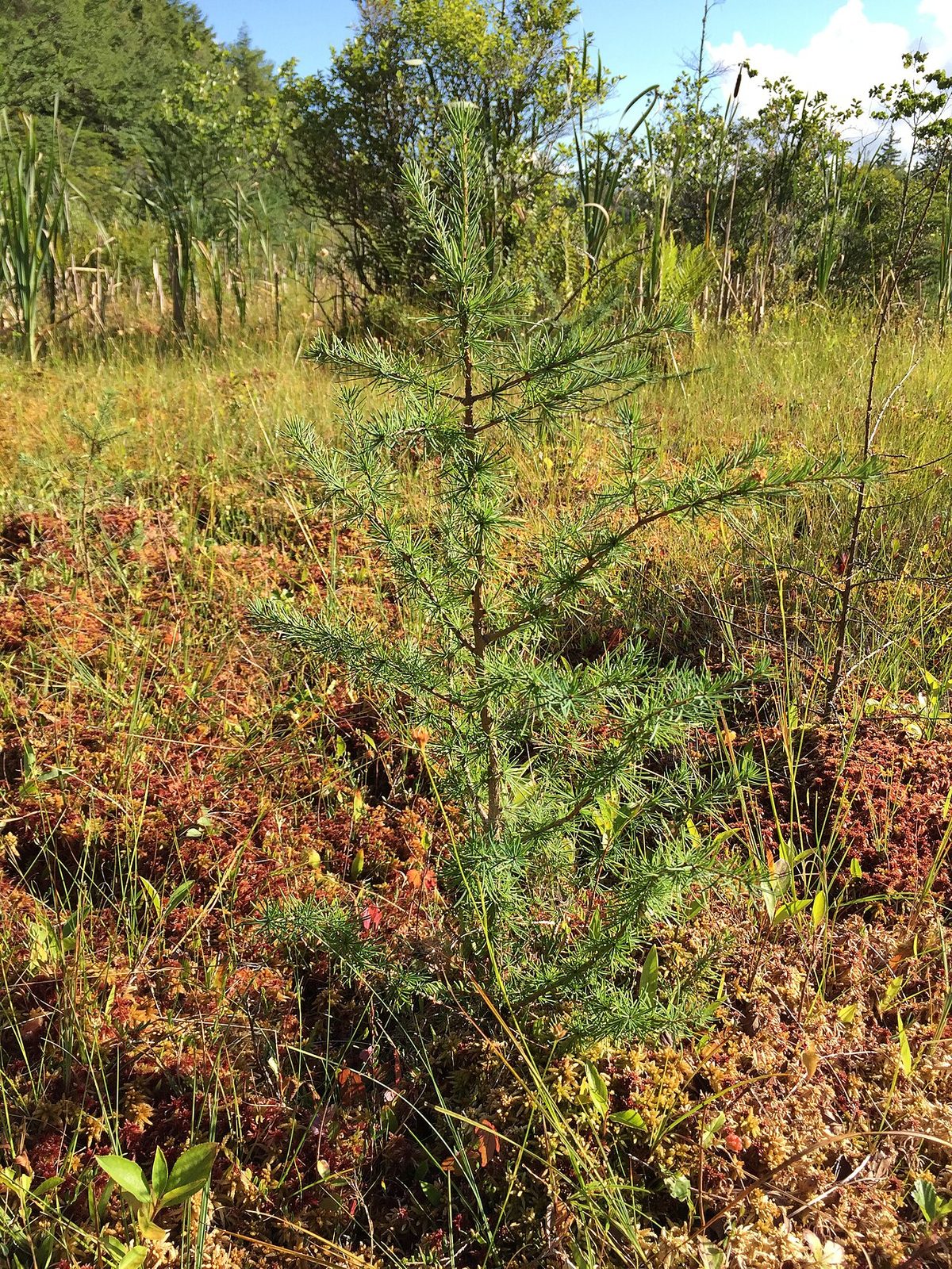 Tamarack