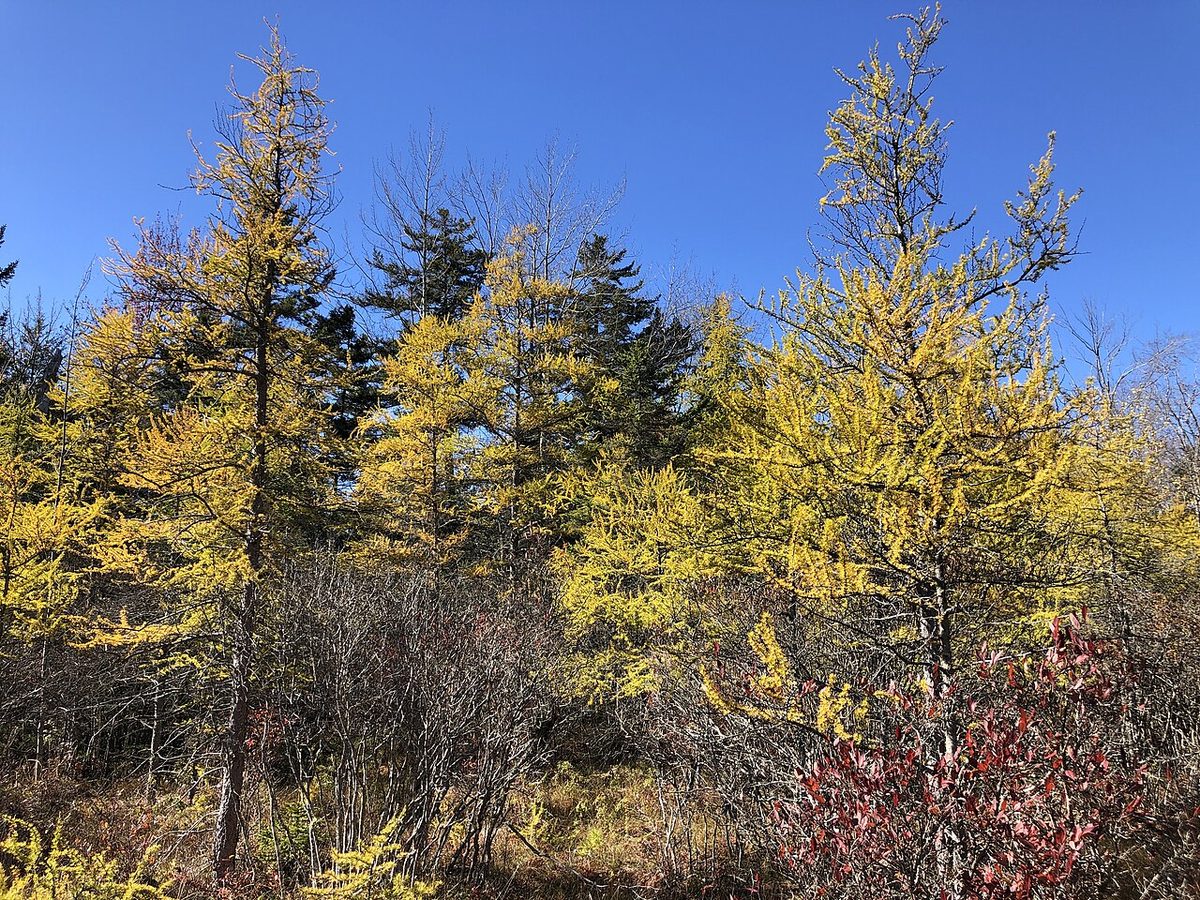 American Larches/Tamaracks changing color in autumn in a bog near Rensselaer County Route 42 (Taborton Road) in Sand Lak