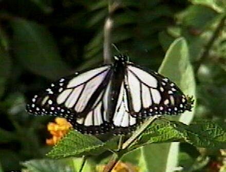 The Monarch Butterfly