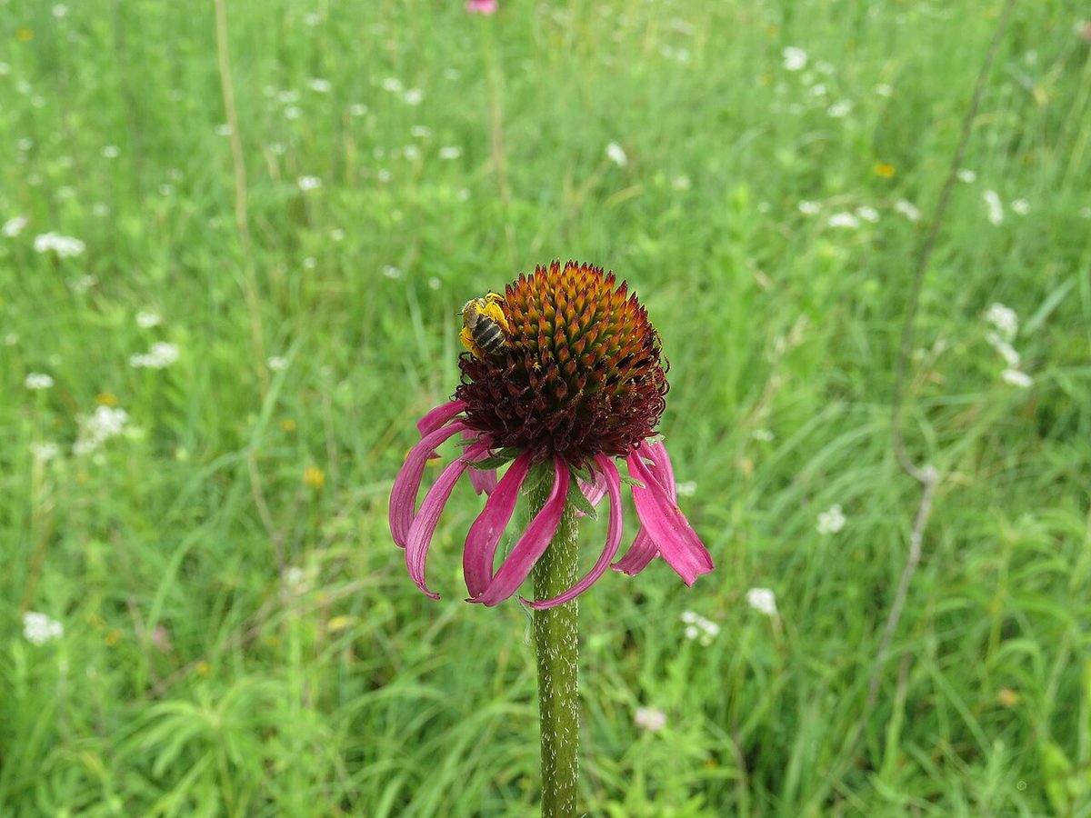 Topeka Purple Coneflower