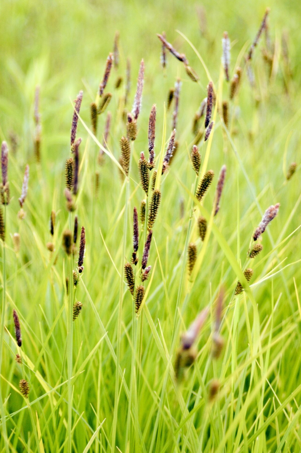 Tussock Sedge