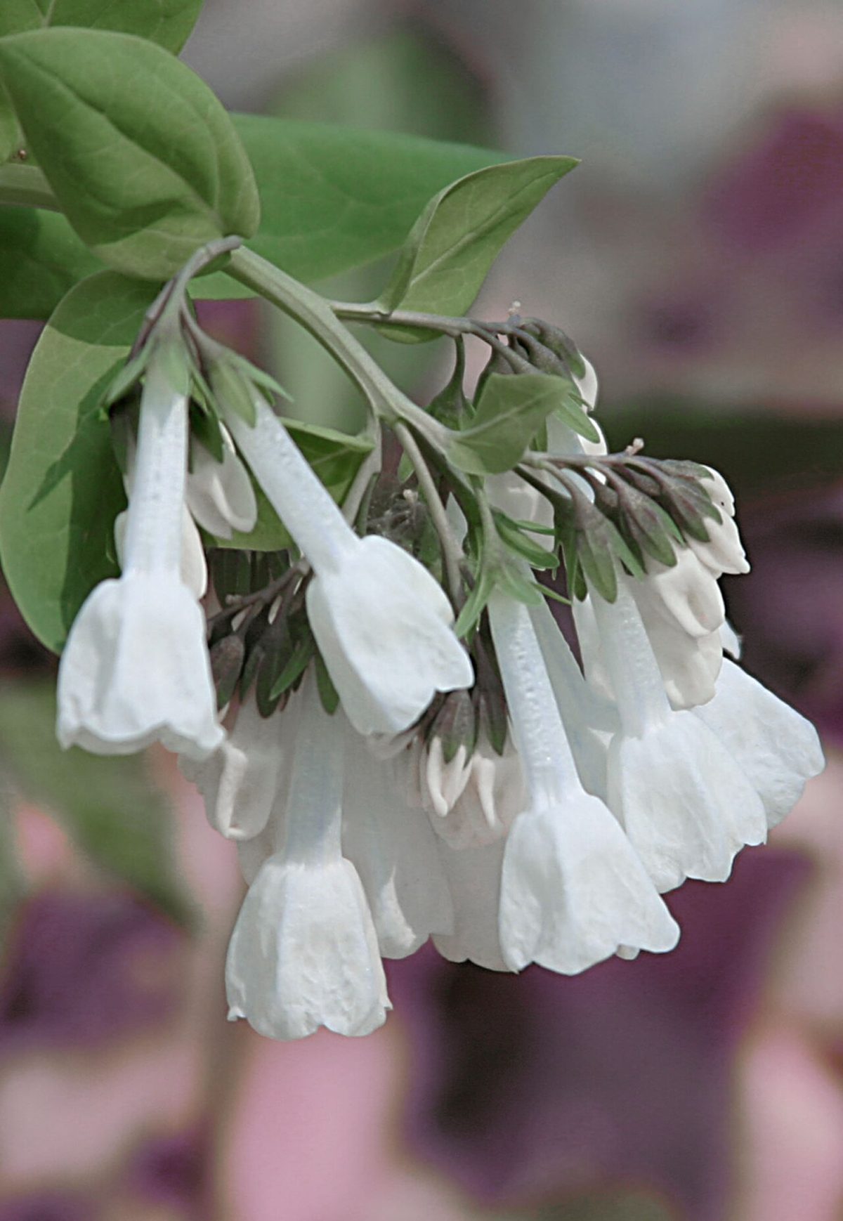 Virginia Bluebells