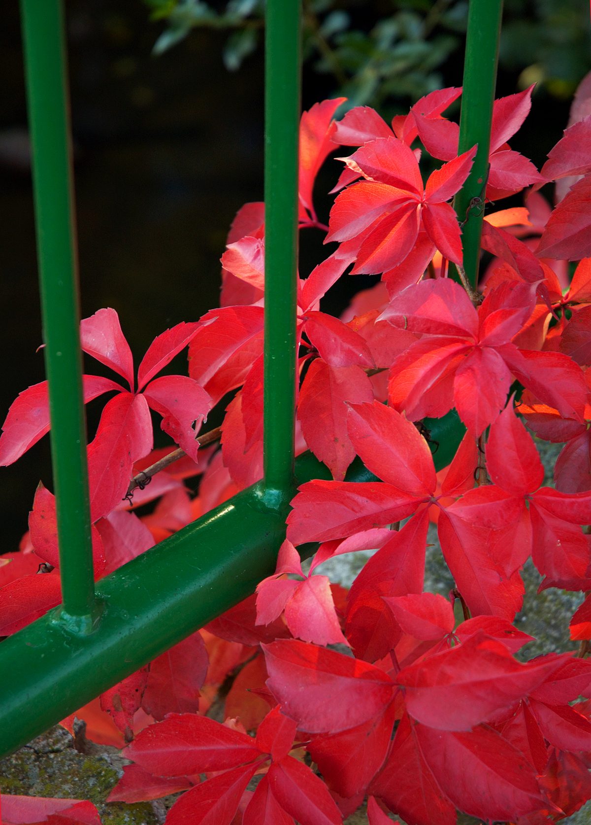 Virginia Creeper