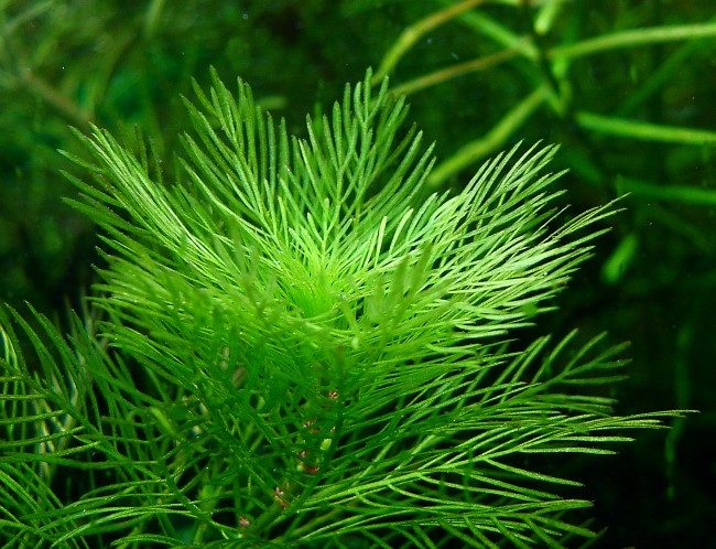 Water Milfoil