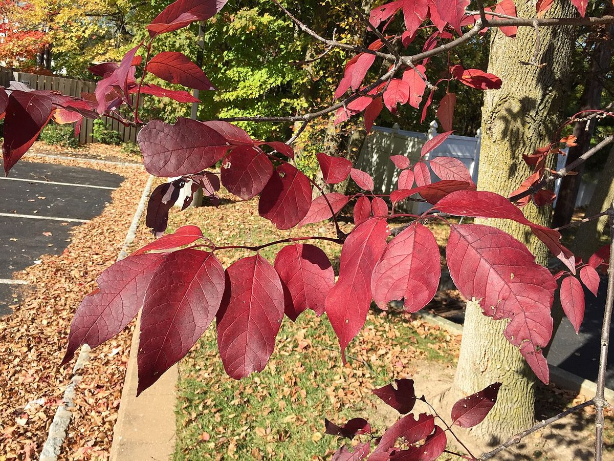 White Ash