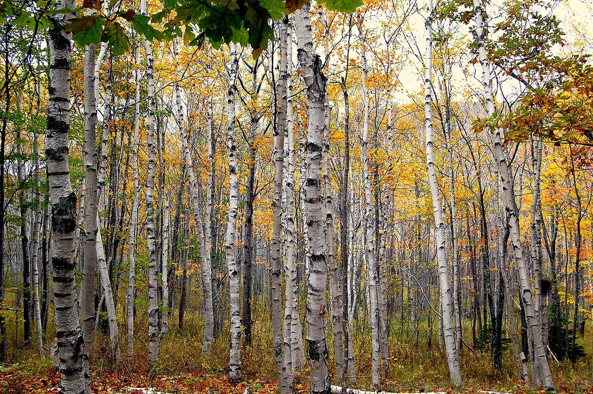 White Birch