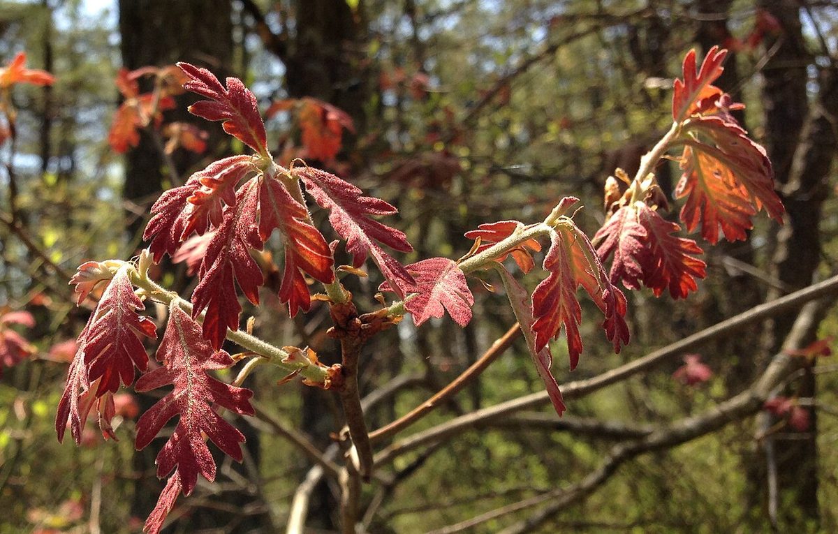 White Oak