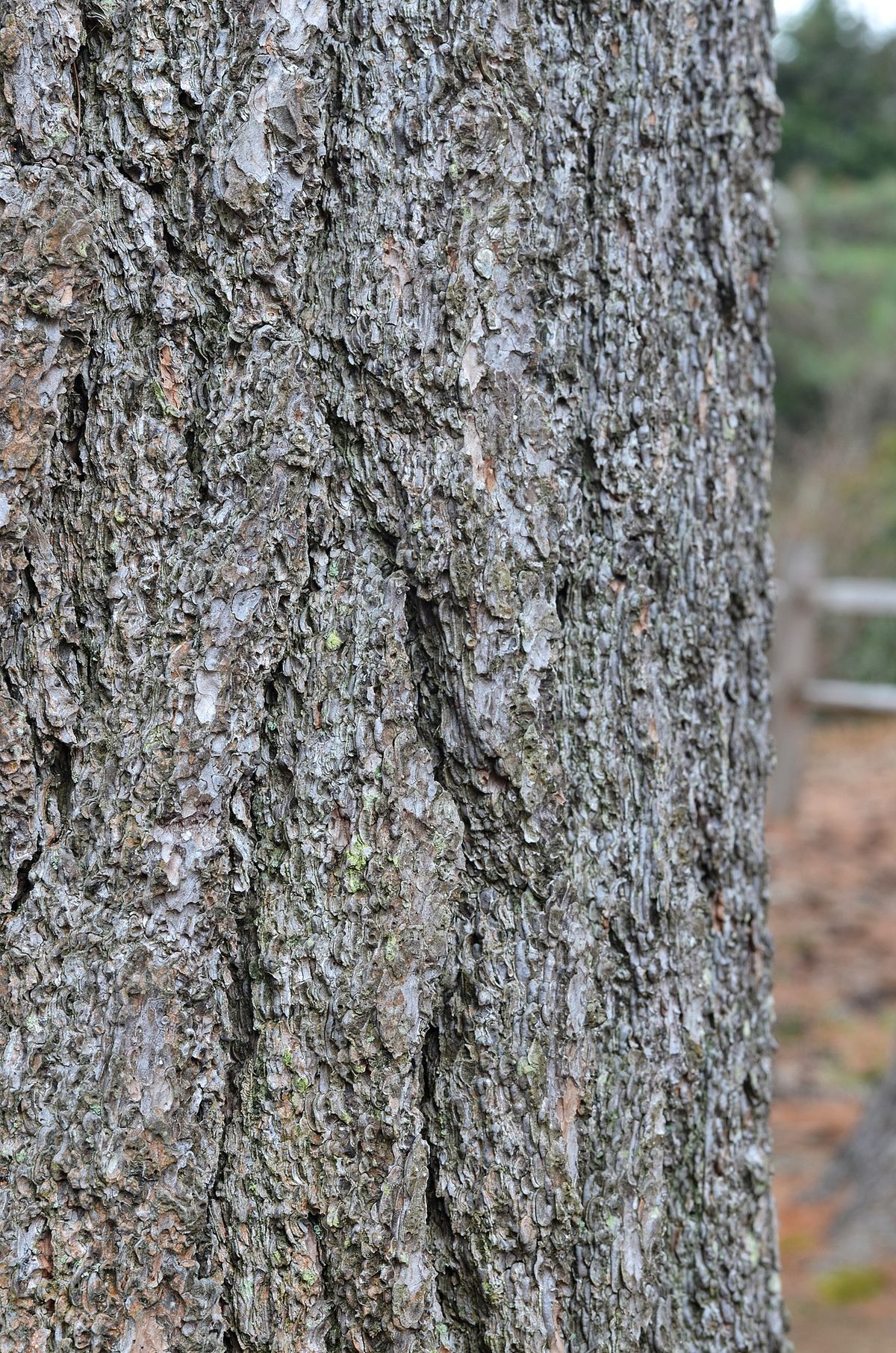 White Pine