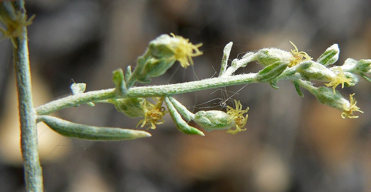 White Sage