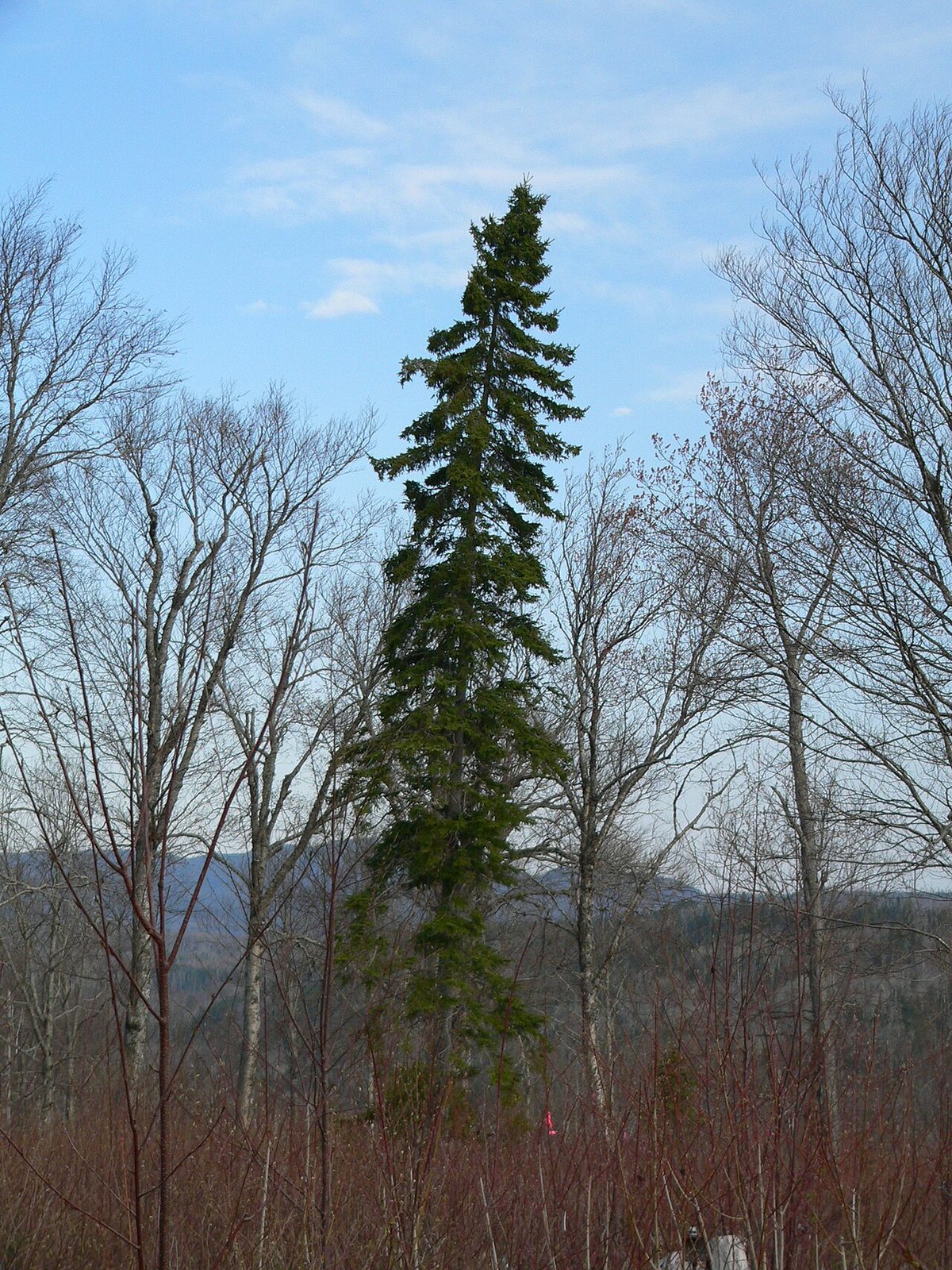 White Spruce